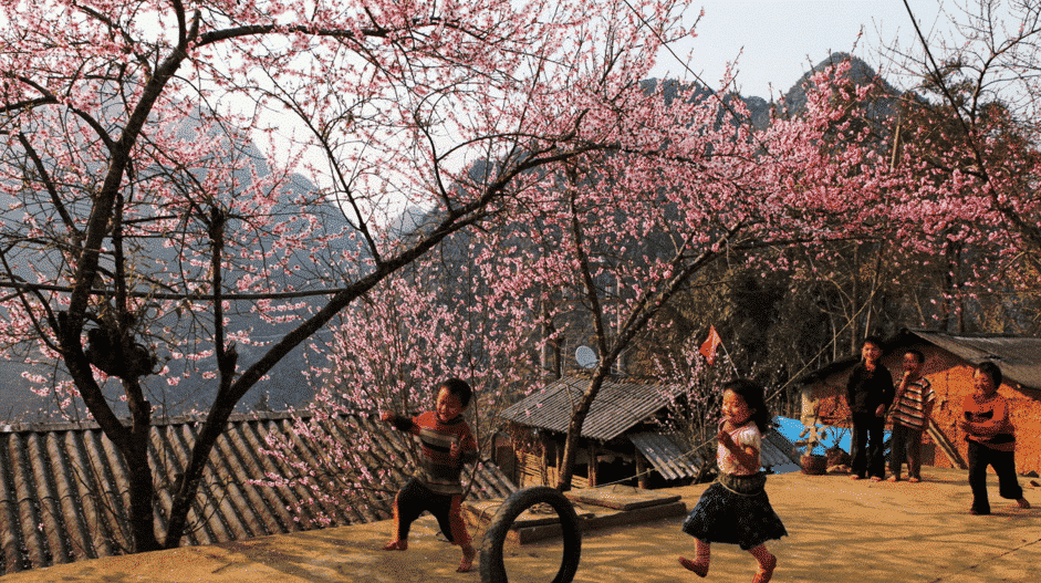 local children playing beneath blossoming trees