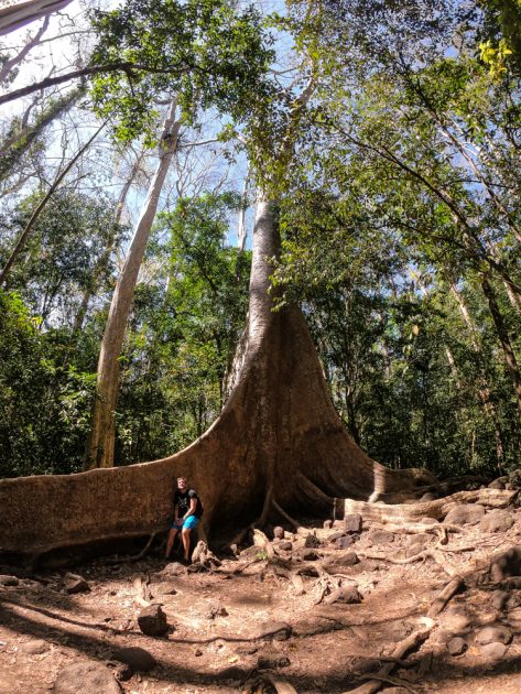 whilst trekking, be sure to find this huge redwood living in the forest!