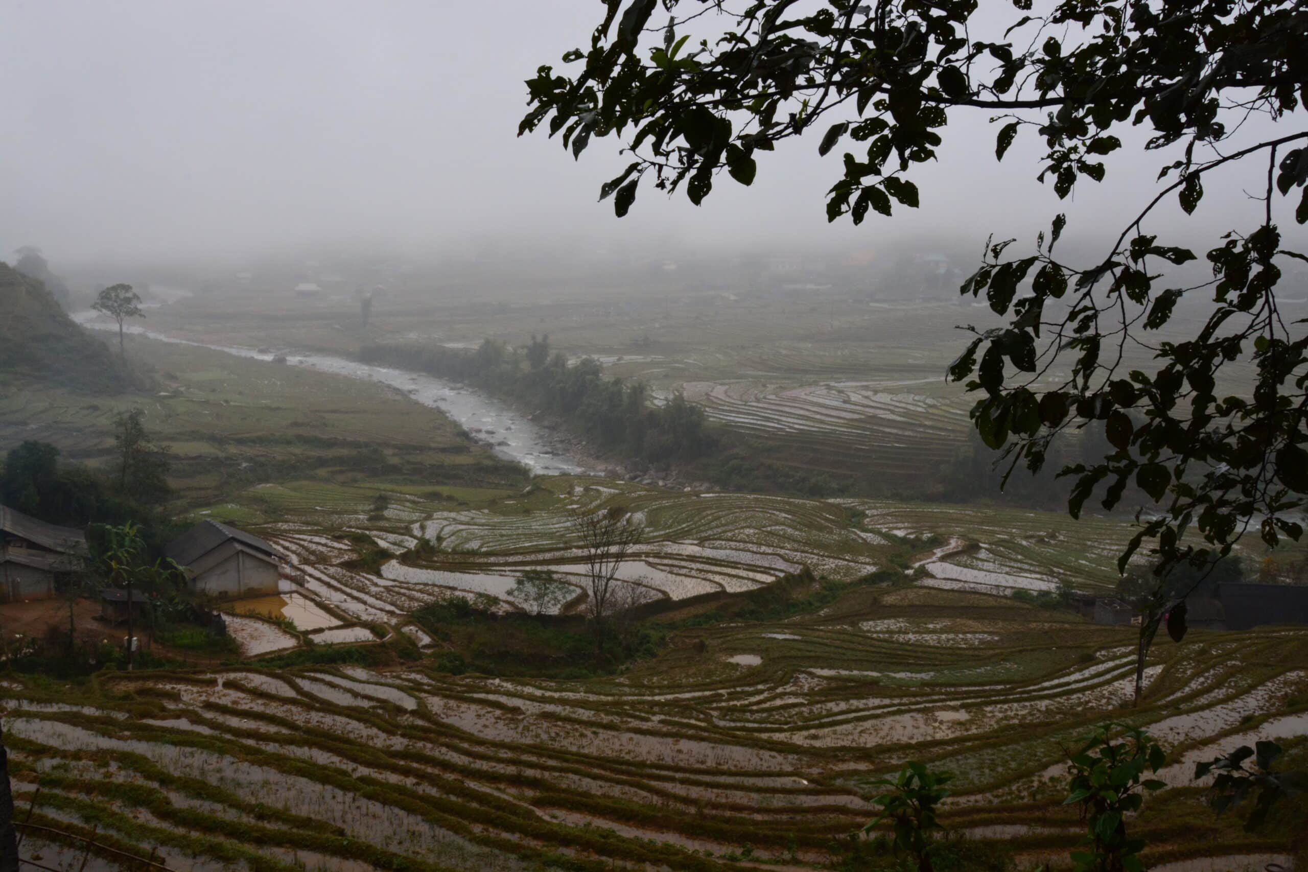 landscape with rice fields and fog by Chany Crystal