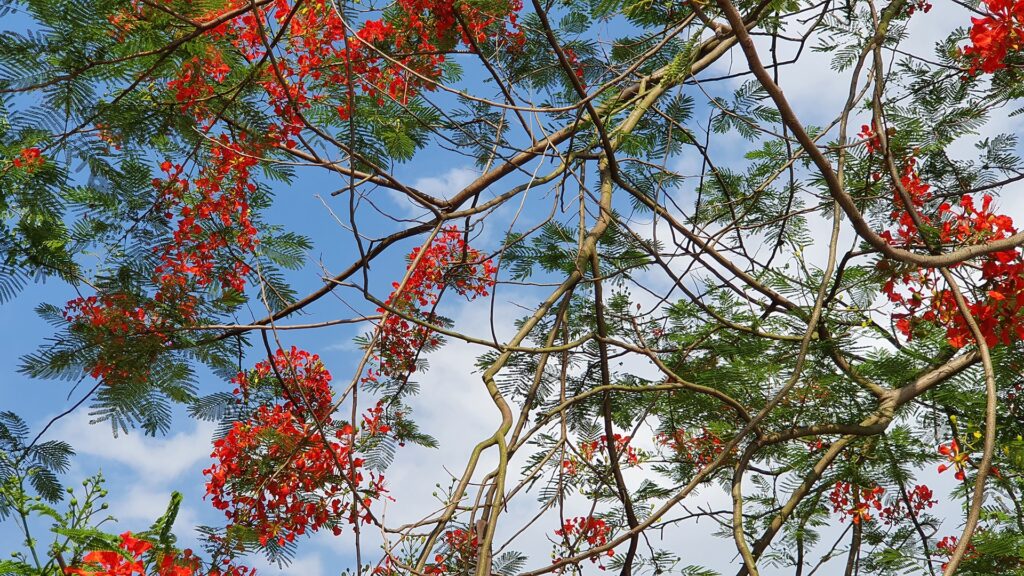 trees blossoming in the park in Hai Ba Trung