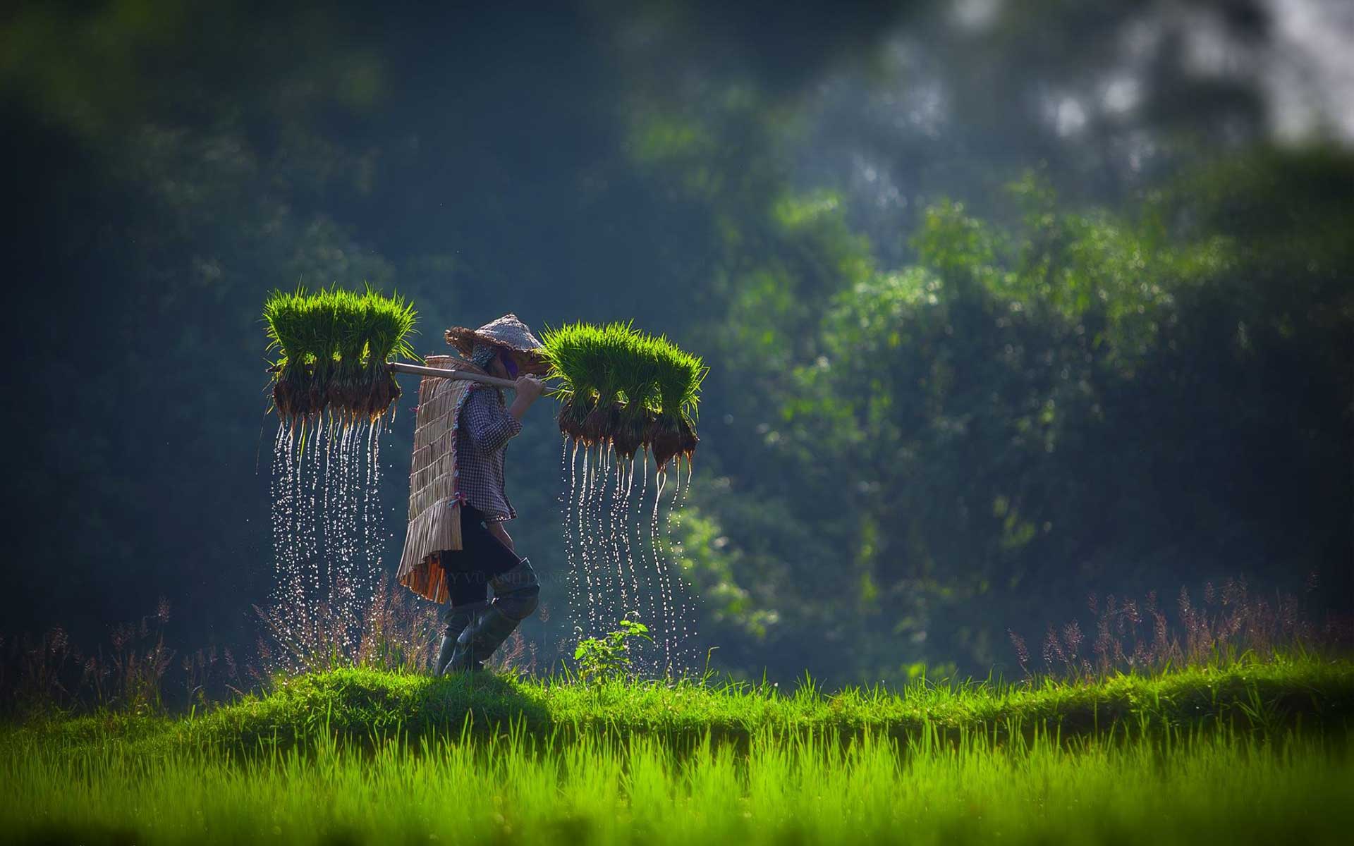 Countryside scene