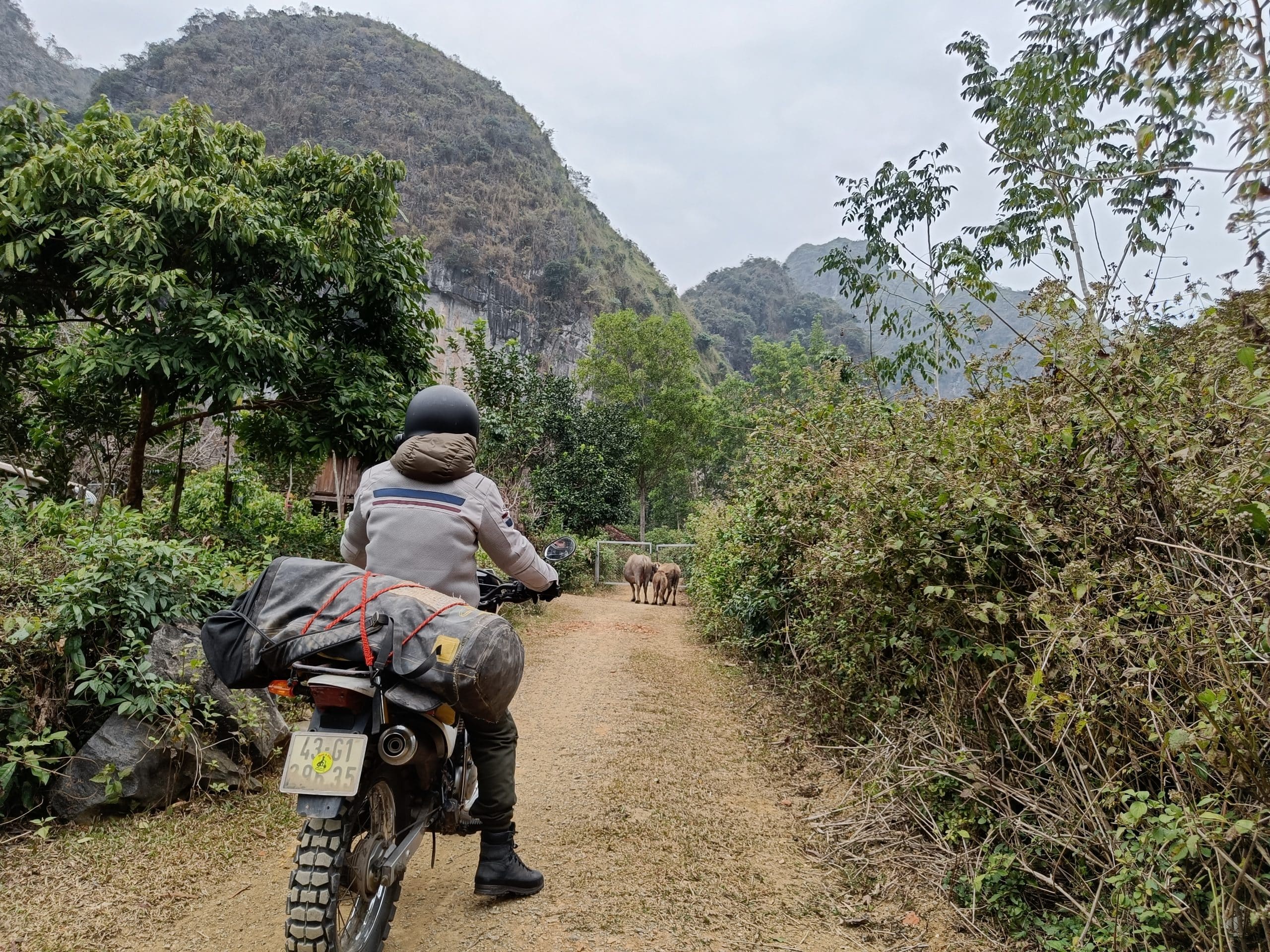 buffalo blocking the road on a Vietnam motorcycle tour