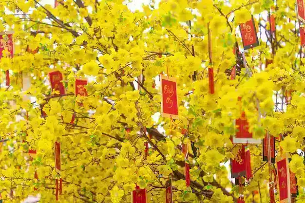 Hoa Mai and decorations