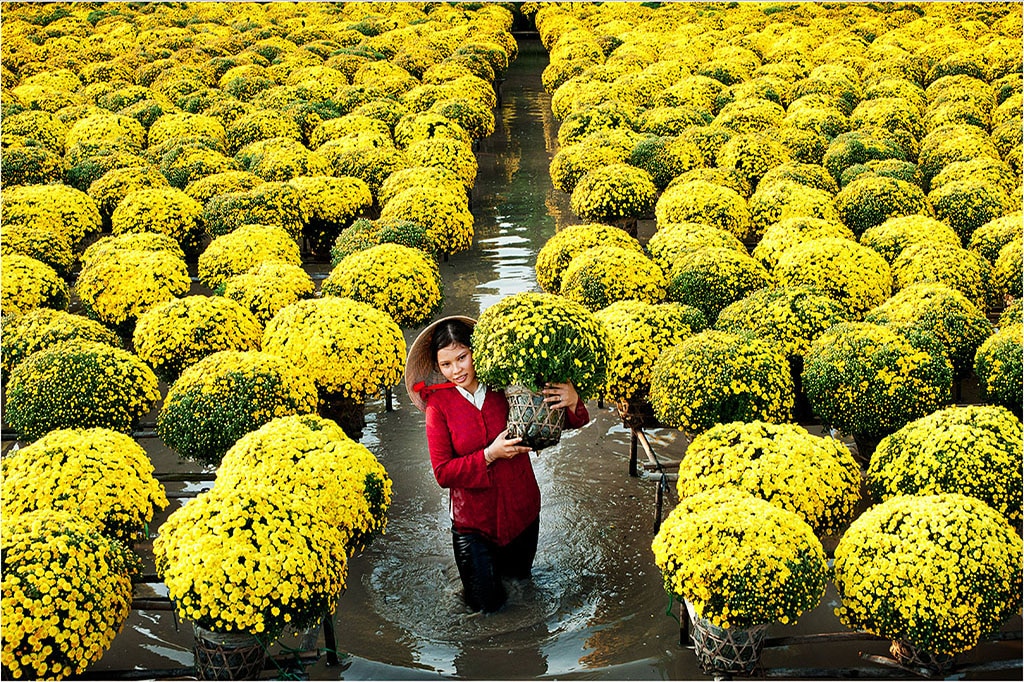 Sa Dec Chrysanthemums