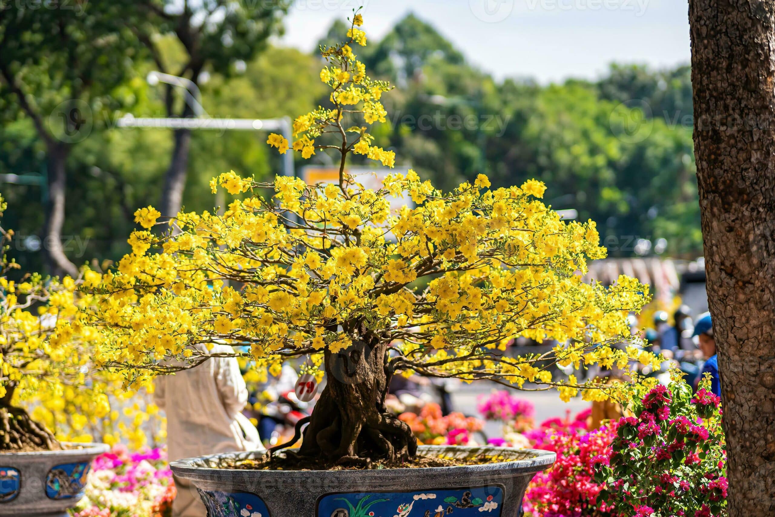 a beautiful apricot tree in full blossom with pretty yellow leaves for tet in vietnam