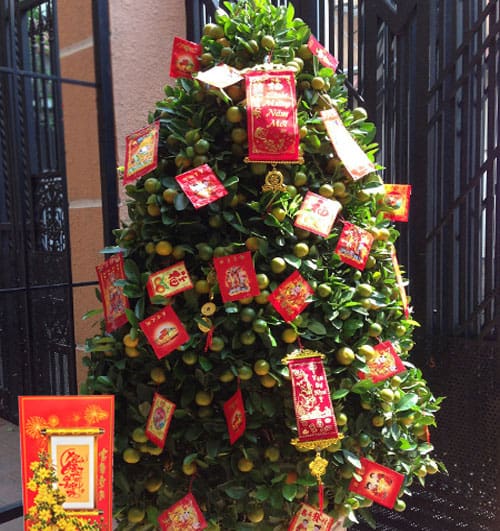 kumquat tree