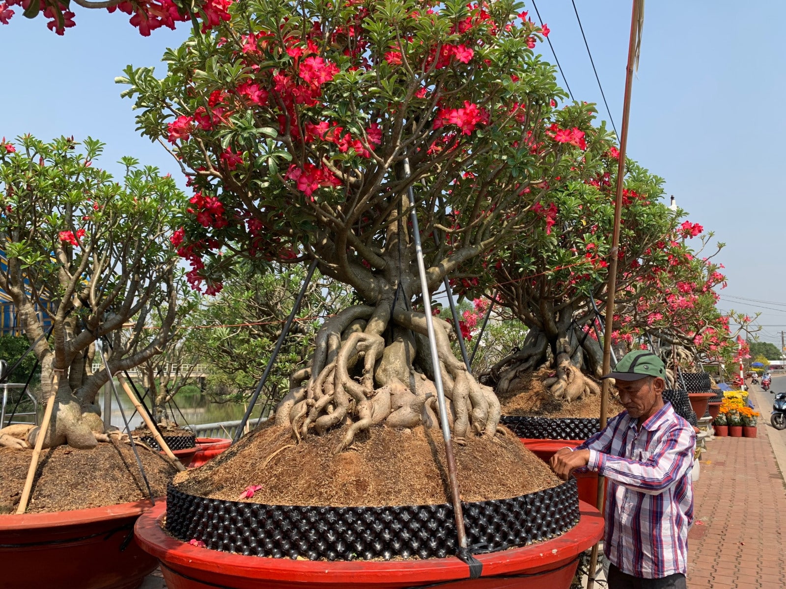 large tet trees ready to be shipped for rental over lunar new year in vietnam