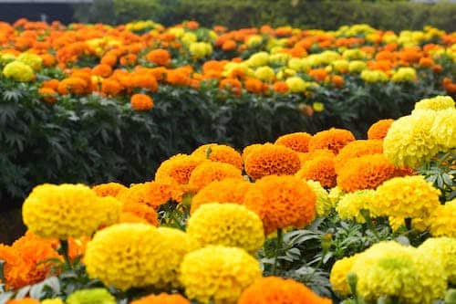 marigolds for Tet