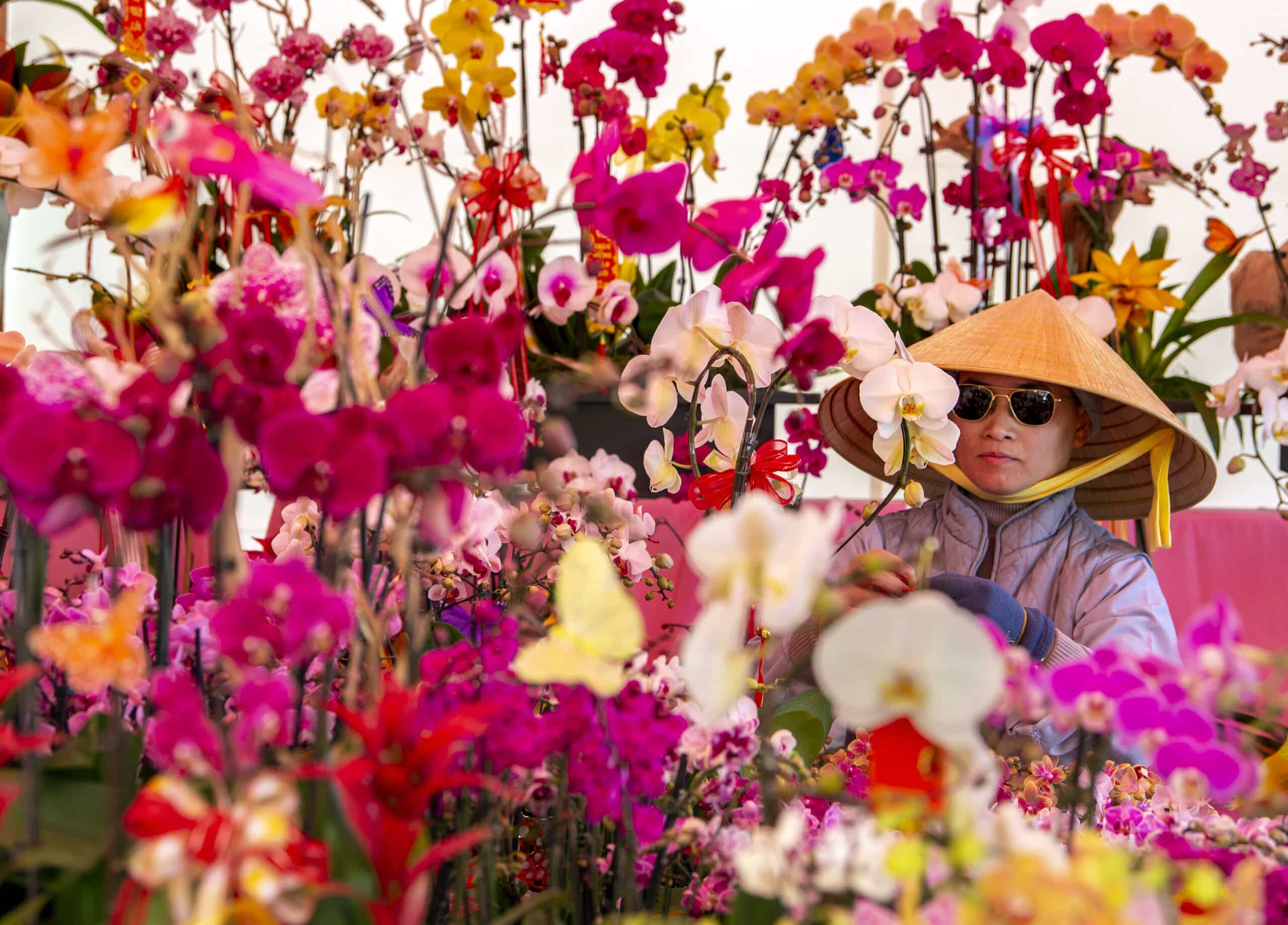 orchids promise good fortune for lunar new year in vietnam