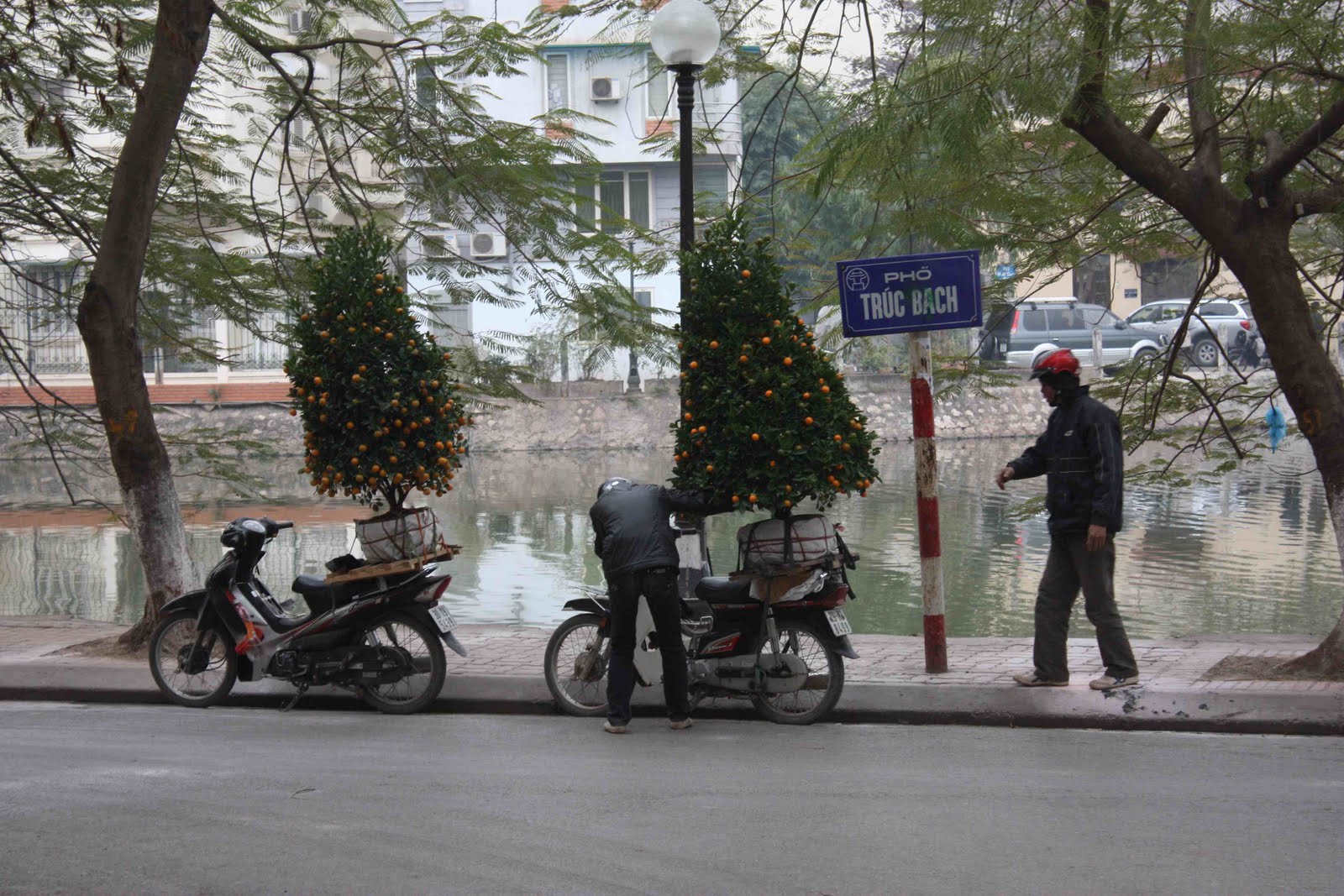 resecuring kumquat trees whilst delivering them to their rental owners for tet in hanoi