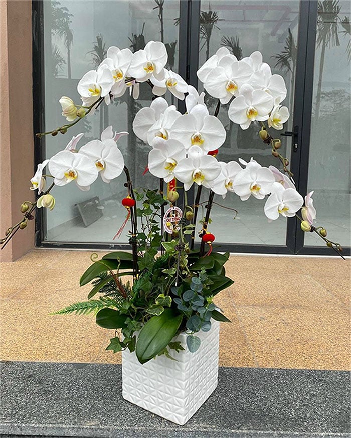 white orchid for Tet
