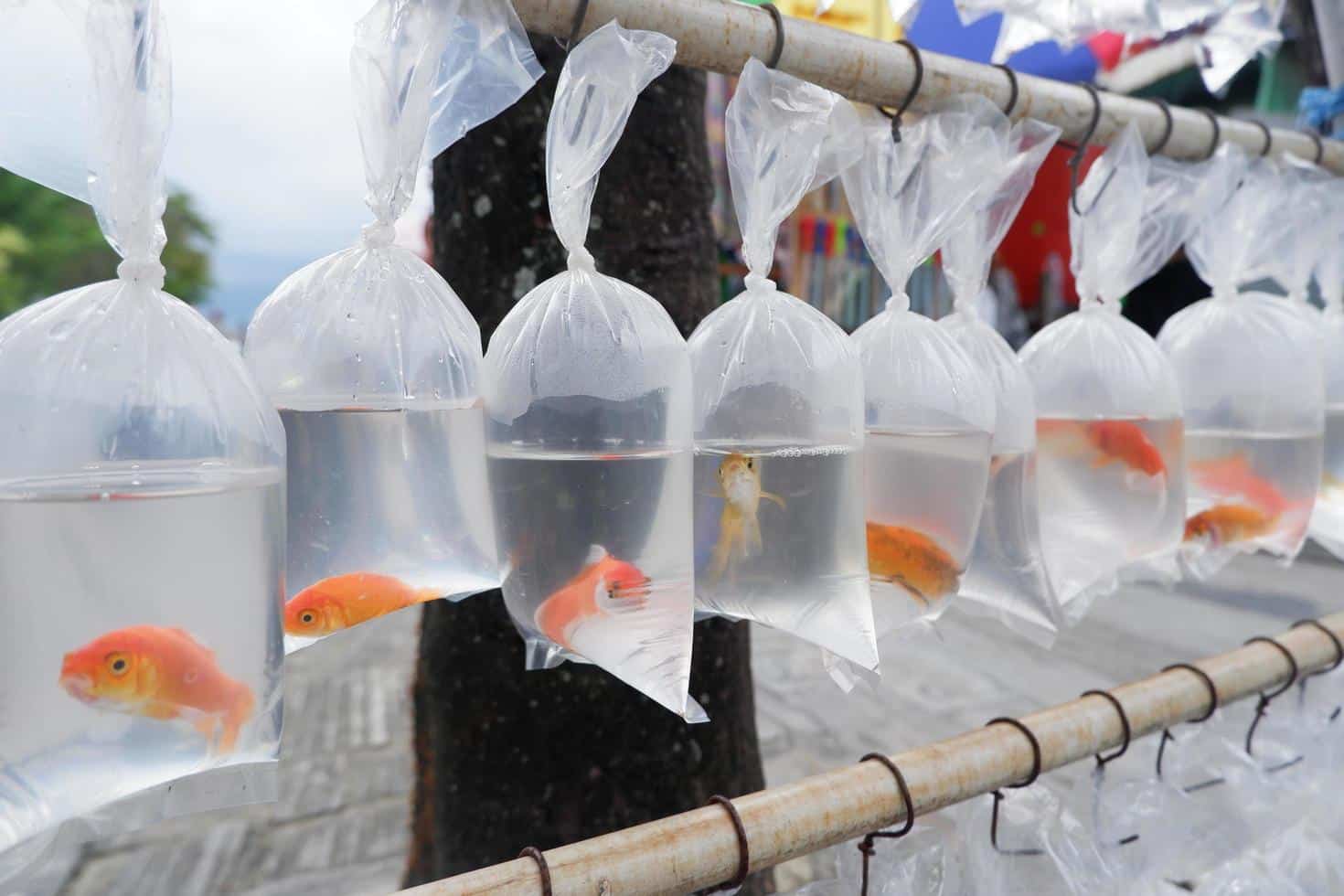 various-types-of-fish-are-sold-in-plastic-bags-for kitchen god day in vietnam