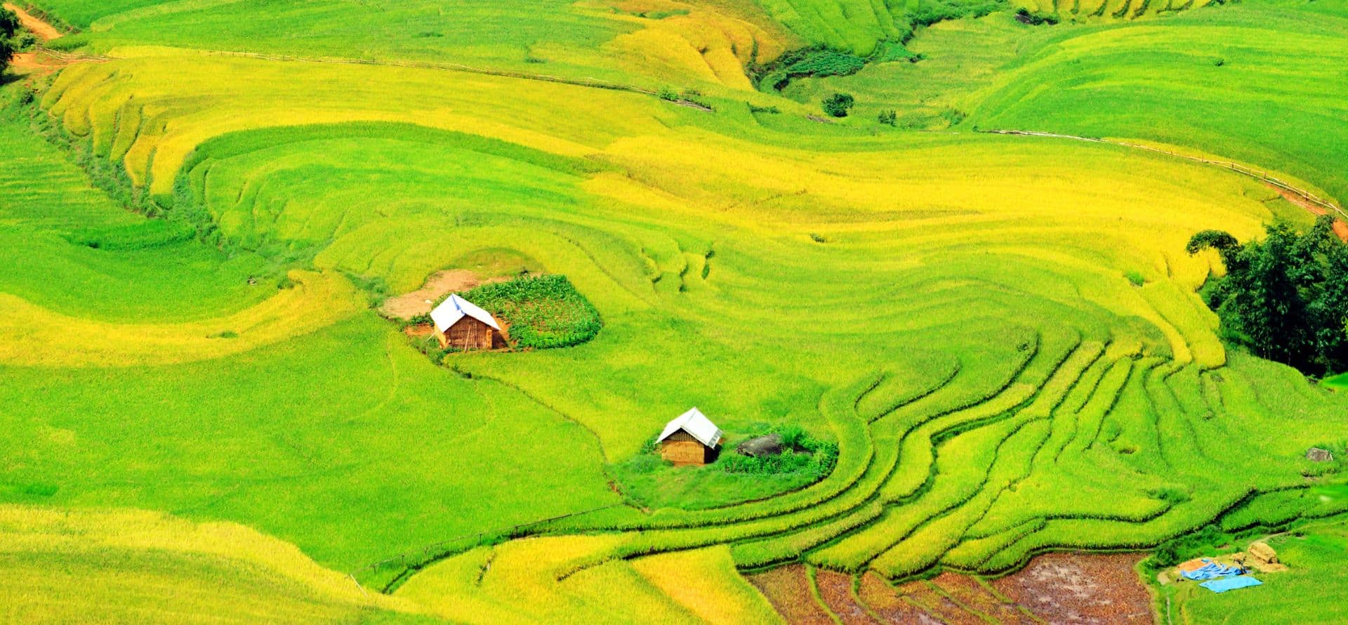 Rice-Terraces-turning-golden